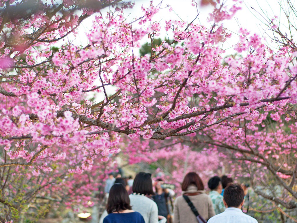 Tour 1 Hari Melihat Sakura di Utara Okinawa 1